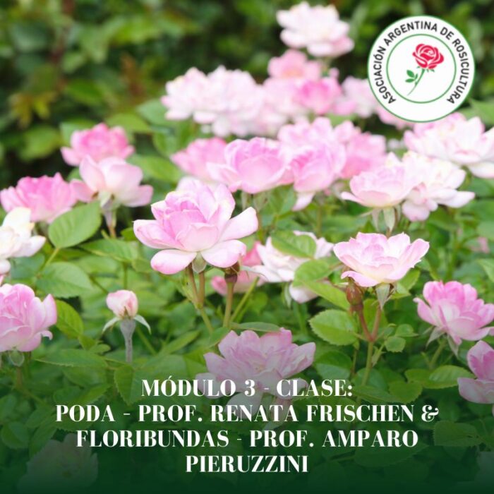 Módulo 3 - Clase: Poda