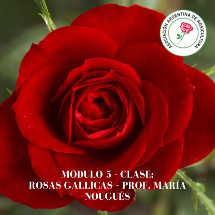 Módulo 5 - Clase: Rosas Gallicas