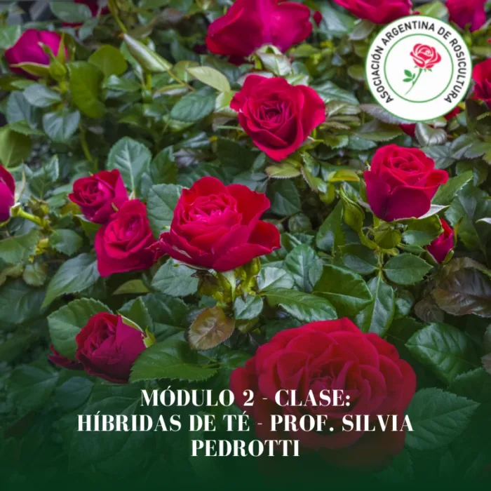 Módulo 2 - Clase: Híbridas de Té
