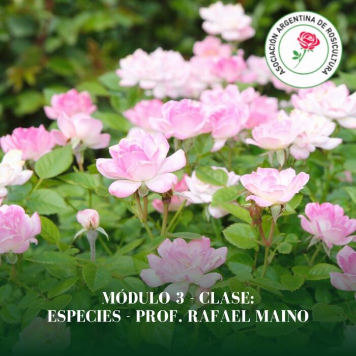 Módulo 3 - Clase: Especies