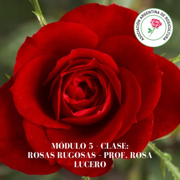 Módulo 5 - Clase: Rosas Rugosas