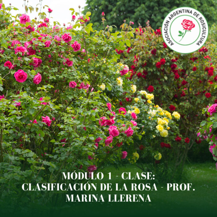 Módulo 1 - Clase: Clasificación de la Rosa