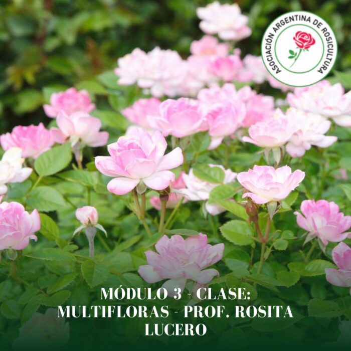 Módulo 3 - Clase: Multifloras