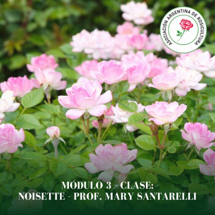 Módulo 3 - Clase: Noisette