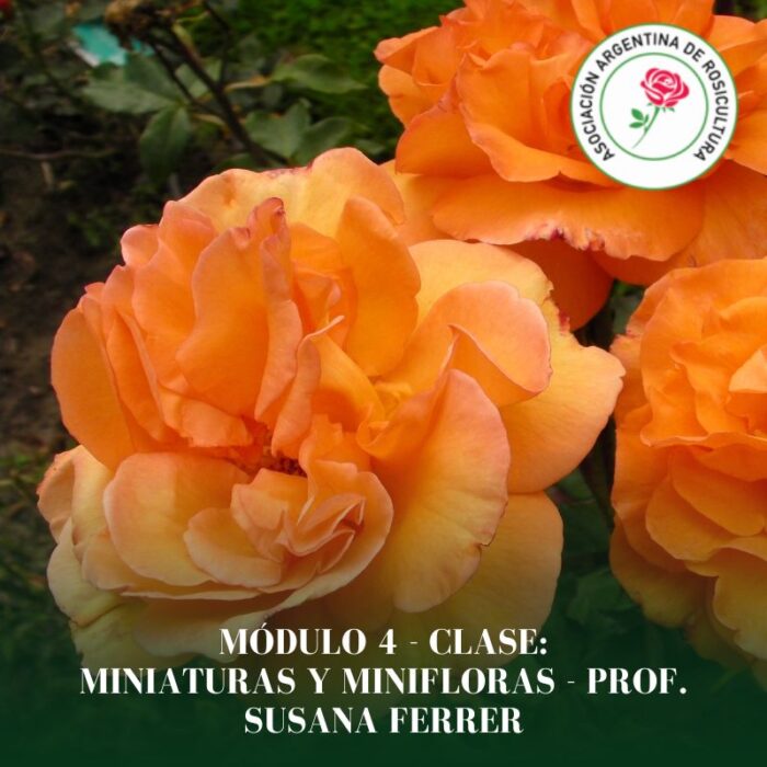 Módulo 4 - Clase: Miniaturas y Minifloras