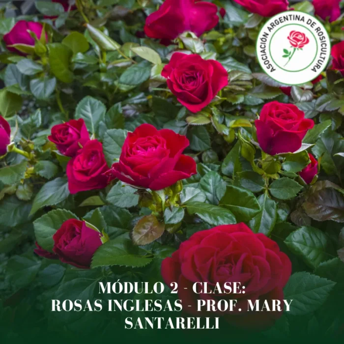Módulo 2 - Clase: Rosas Inglesas
